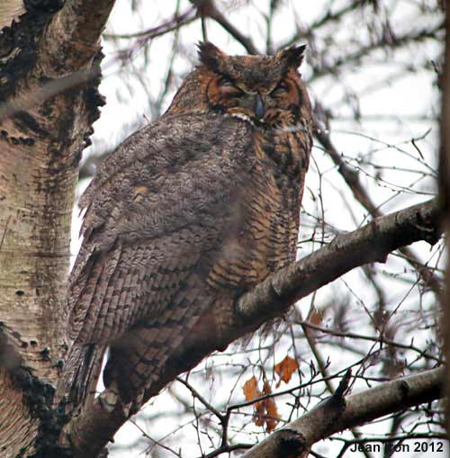 Owls on Toronto CBC